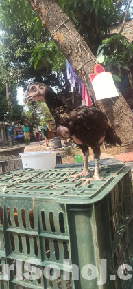আঁচিল ফাইটার